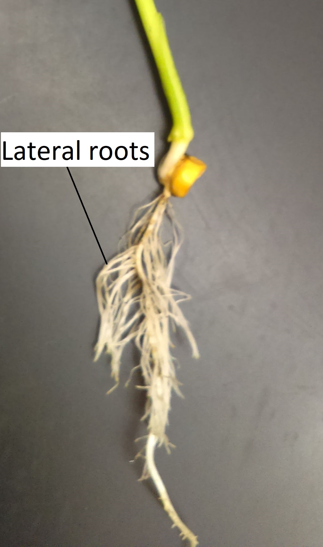 Una plántula de maíz en una etapa posterior de desarrollo con muchas raíces laterales