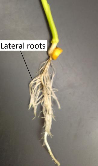 A corn seedling in a later stage of development with many lateral roots