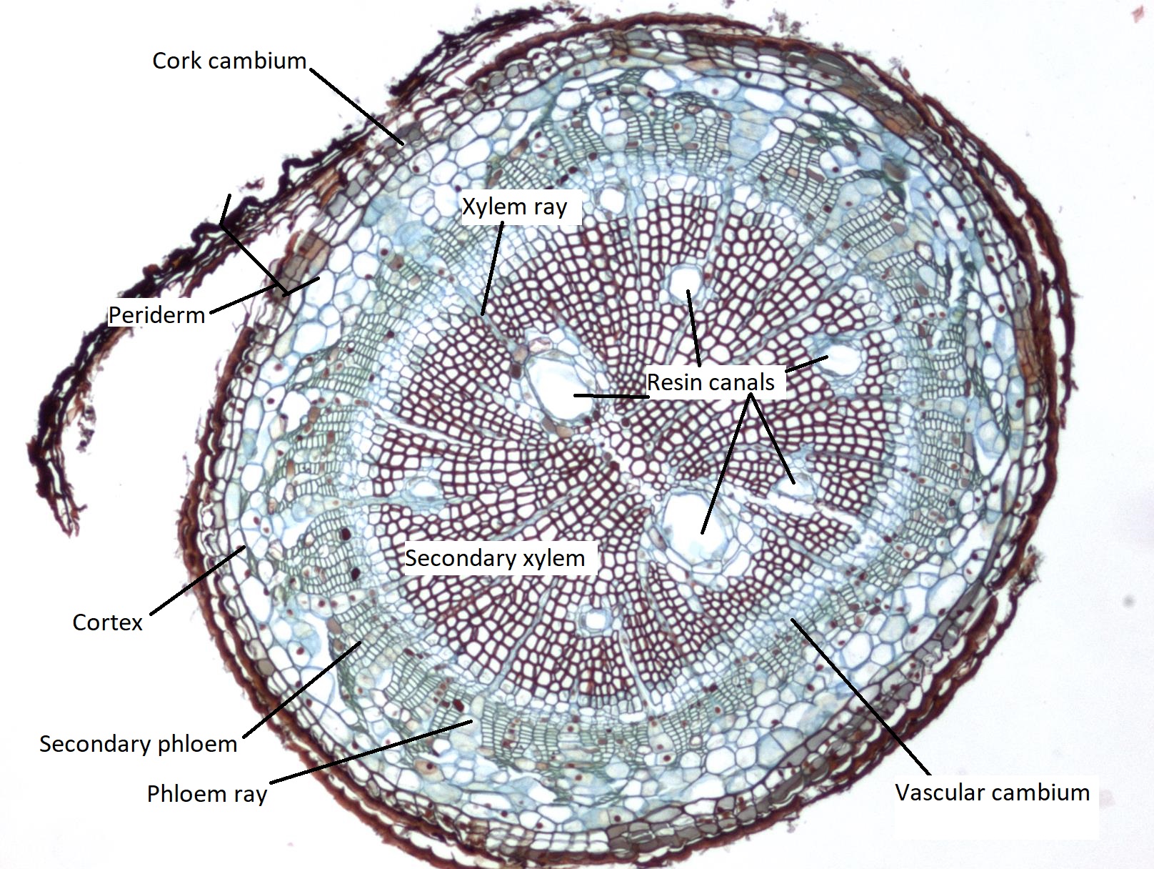 Cross section of a pine root in the early stages of secondary growth