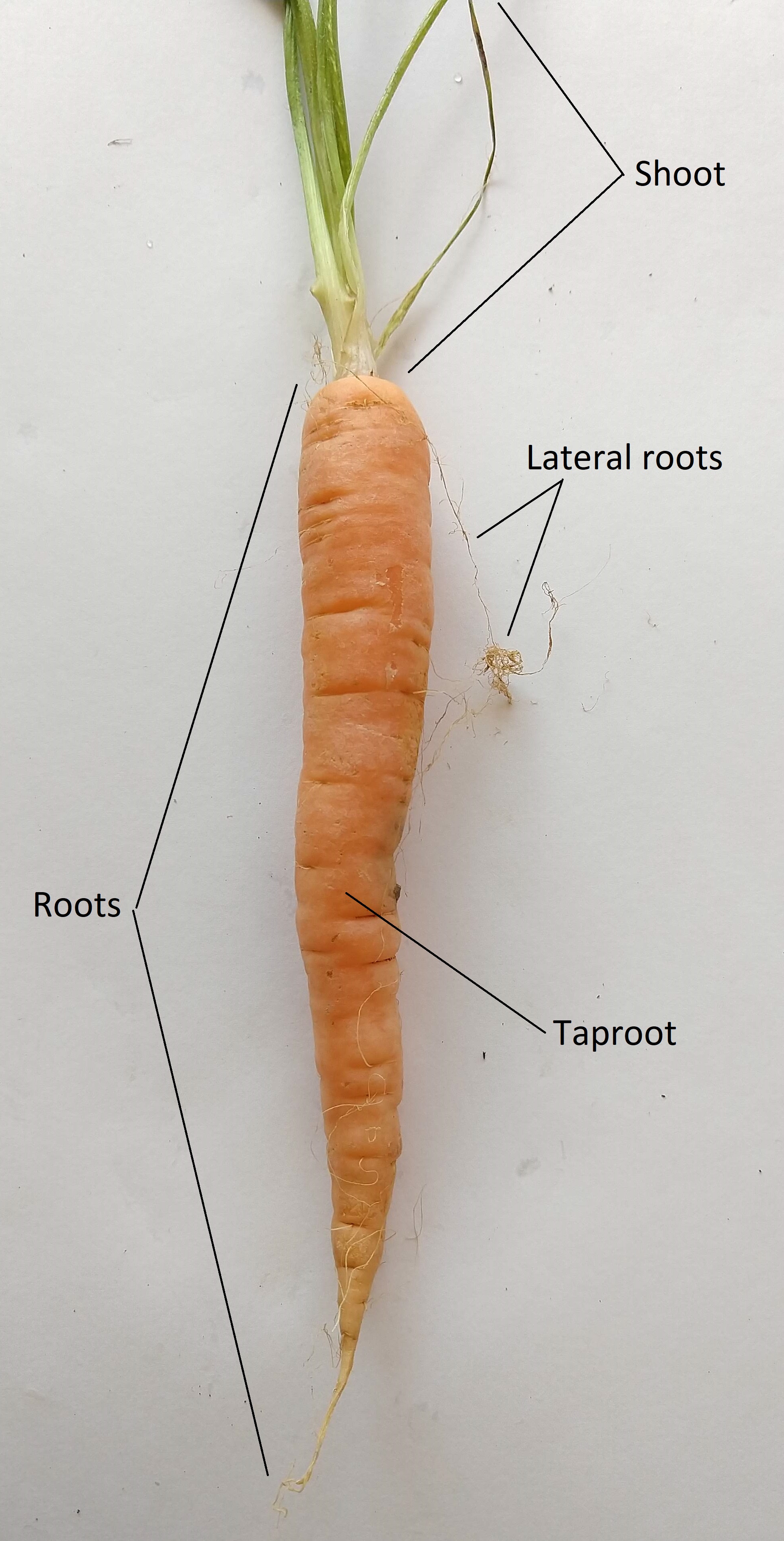Una raíz principal de zanahoria