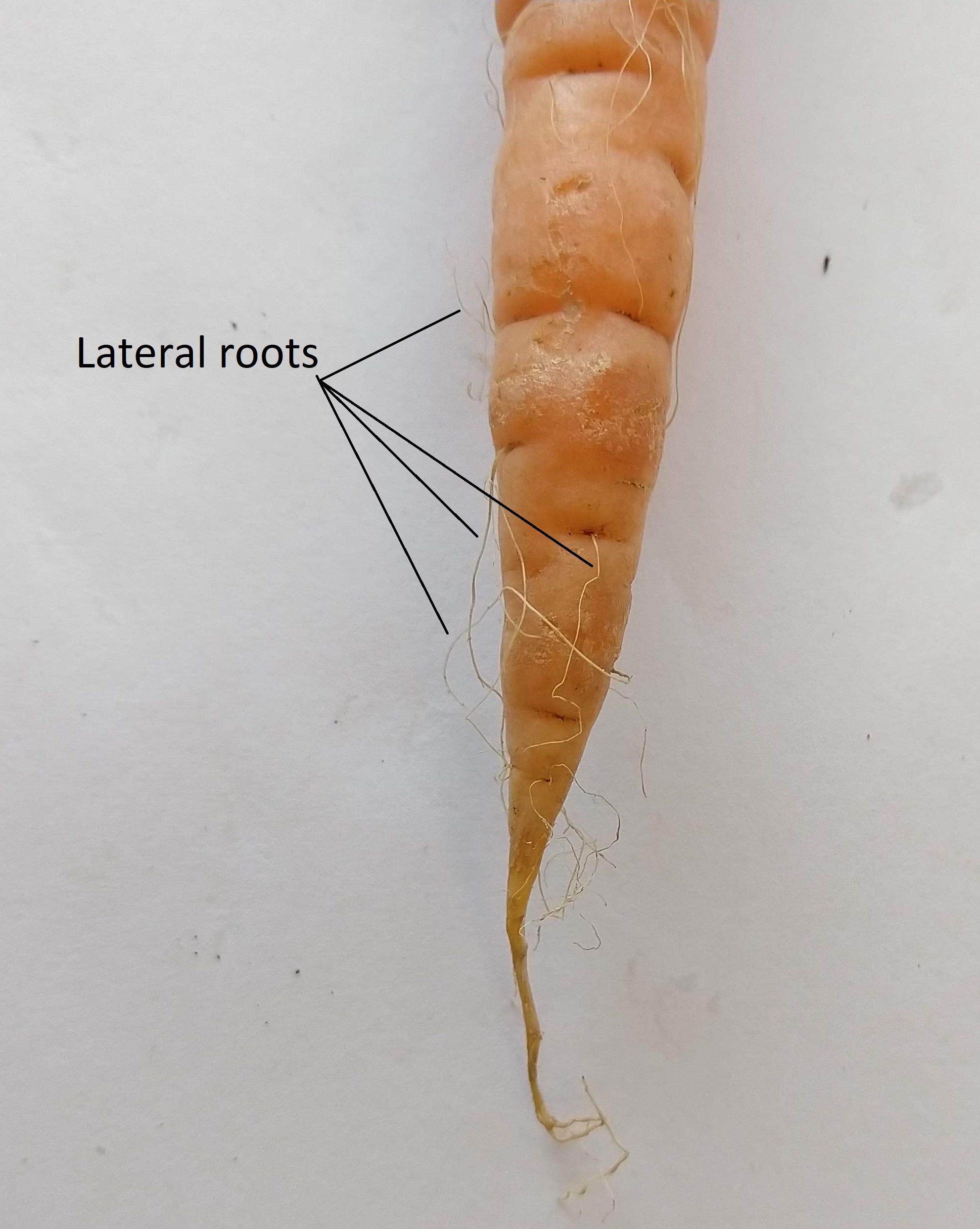 Un primer plano sobre las raíces laterales de la raíz principal de zanahoria
