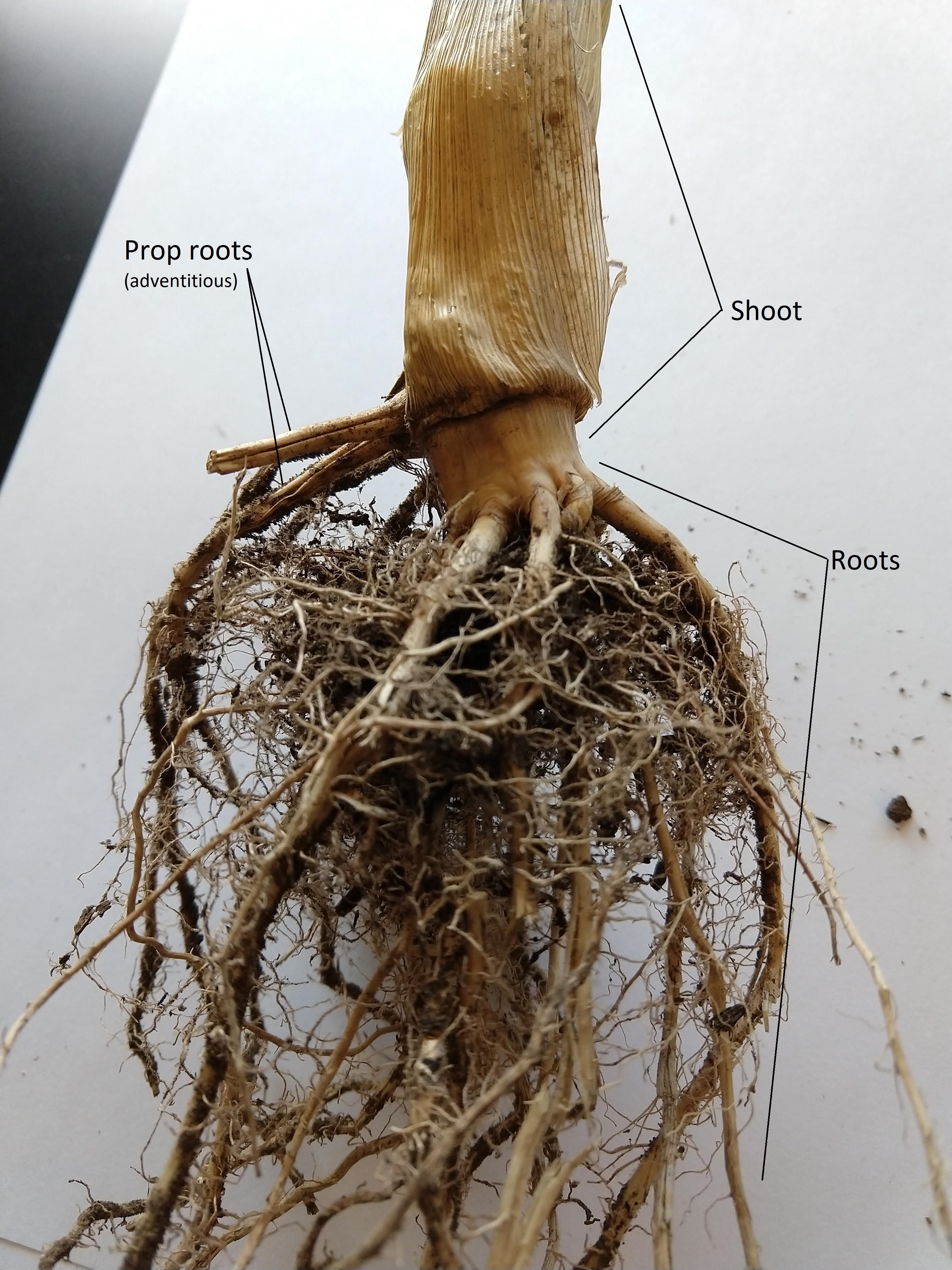 Maíz con raíces de puntal que emergen por encima de su sistema radicular