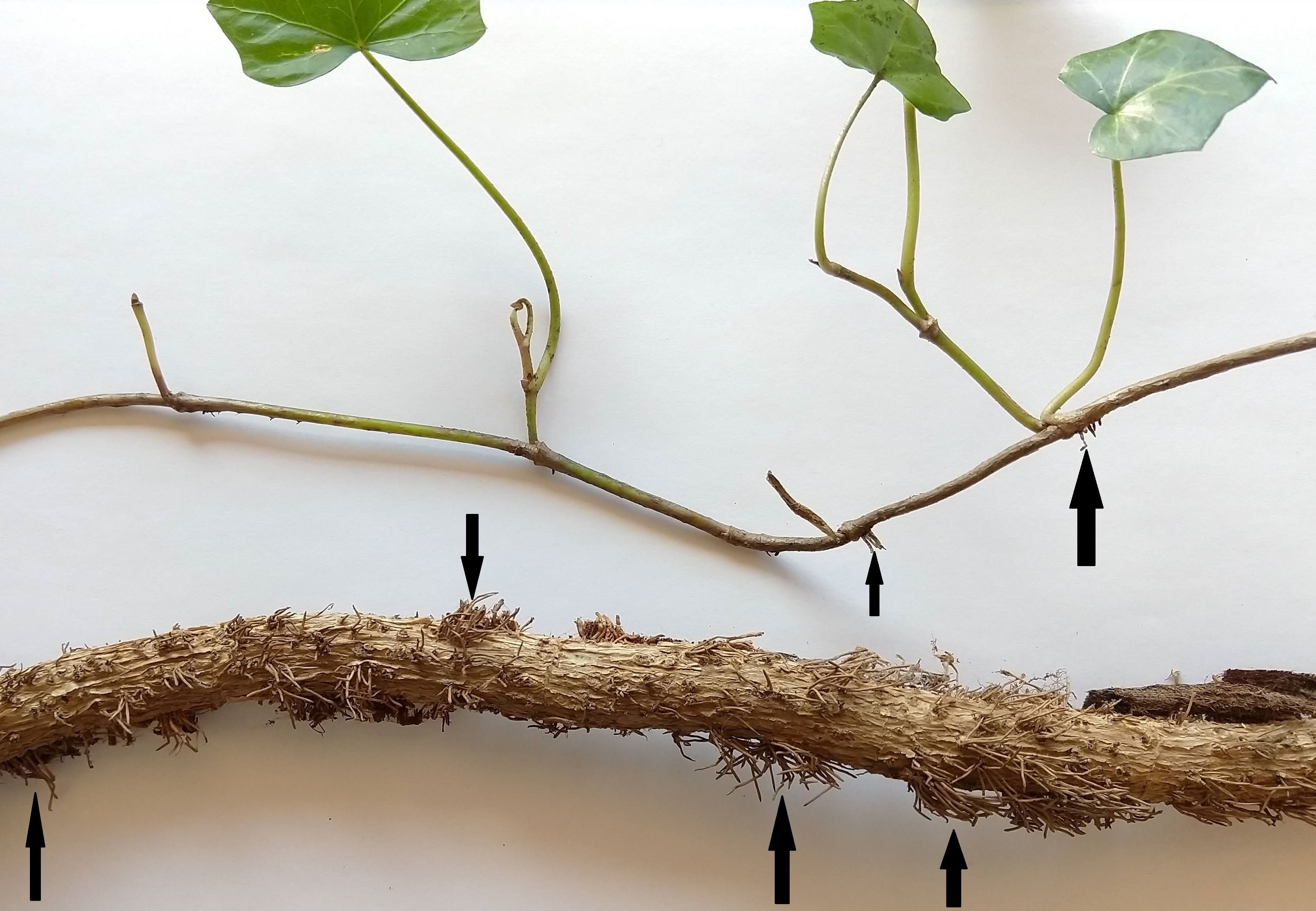 Adventitious roots on old and young English ivy stems