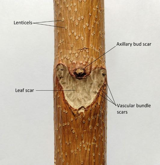 123 Woody Shoot Structures Biology Libretexts