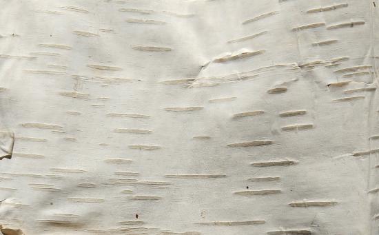 Birch lenticels are elongate instead of circular