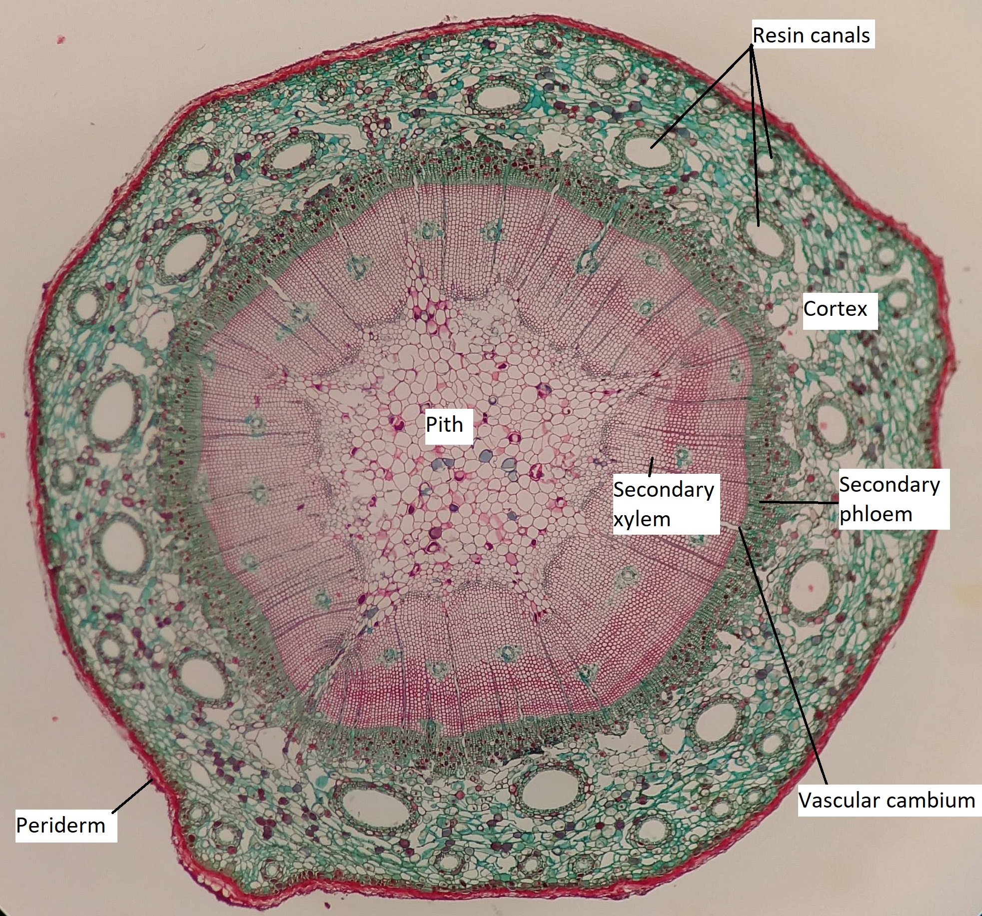 A cross section of a 1 year old pine stem 