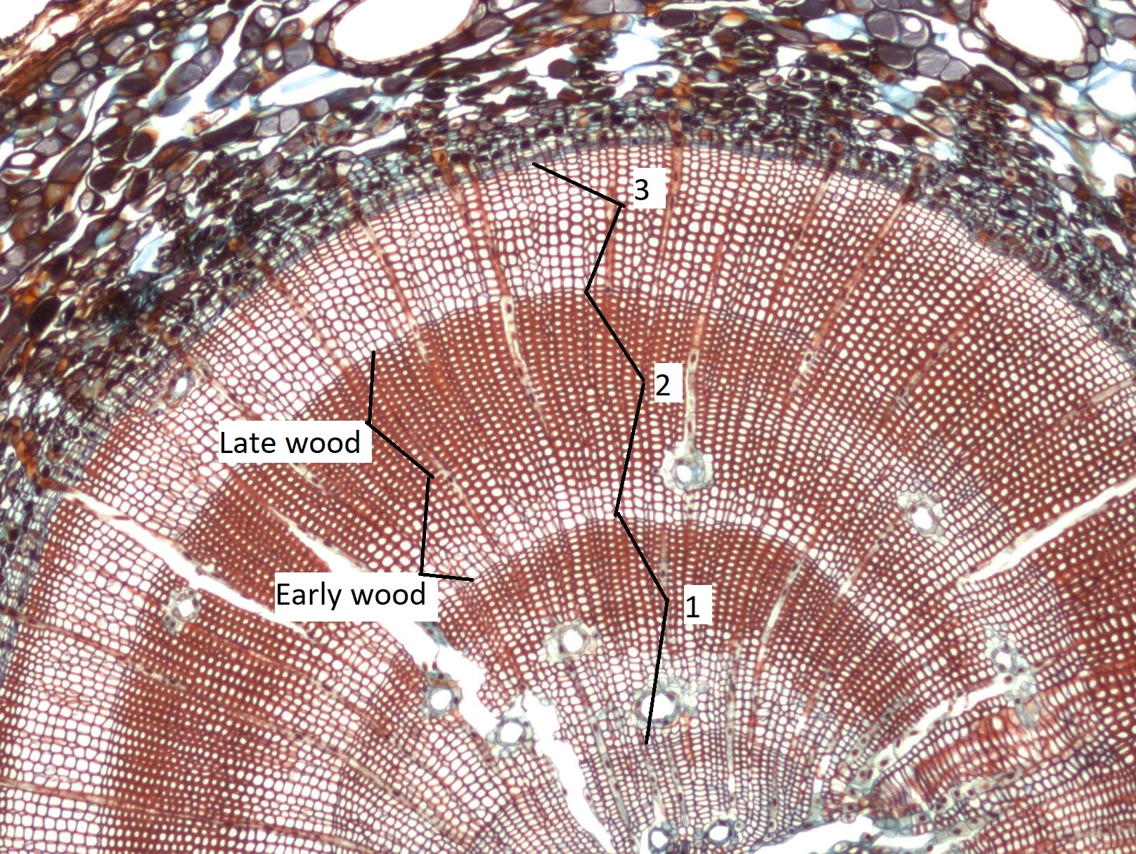 A close up on the annual growth rings in the pinus stem