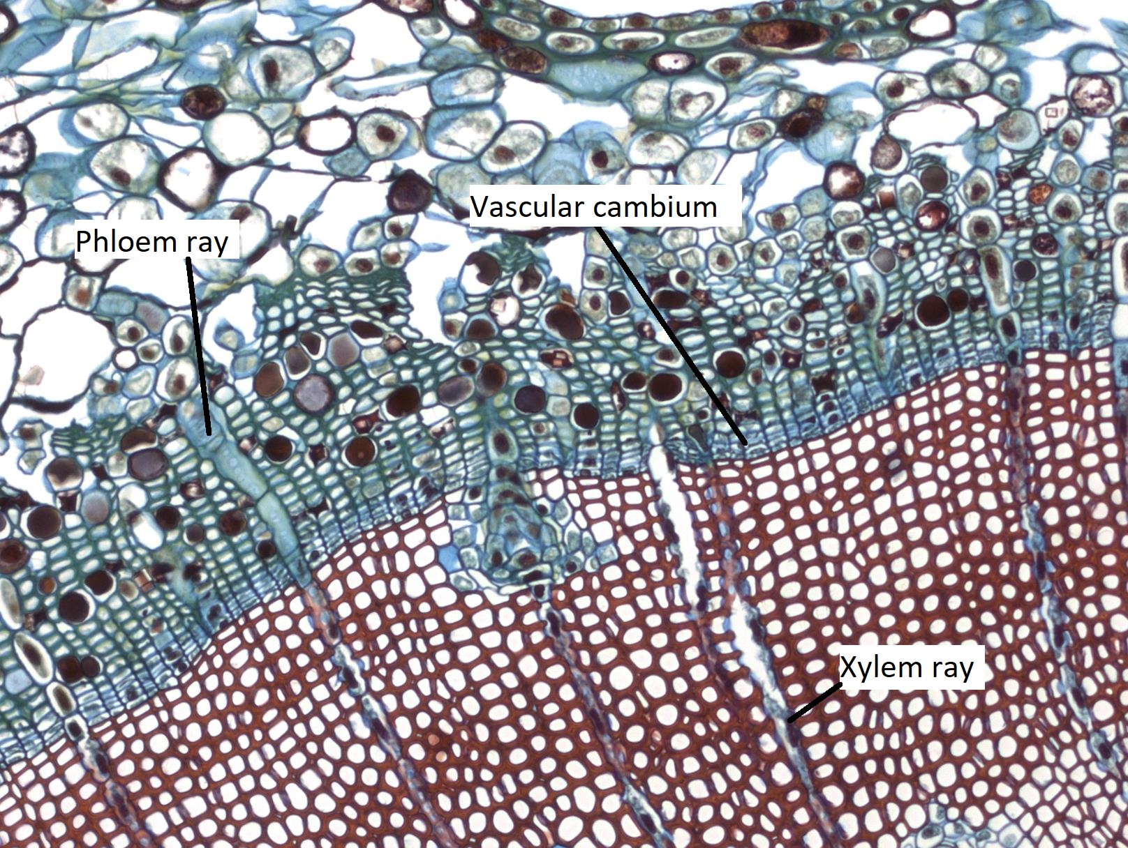 A close up on the vascular tissue in the pine stem