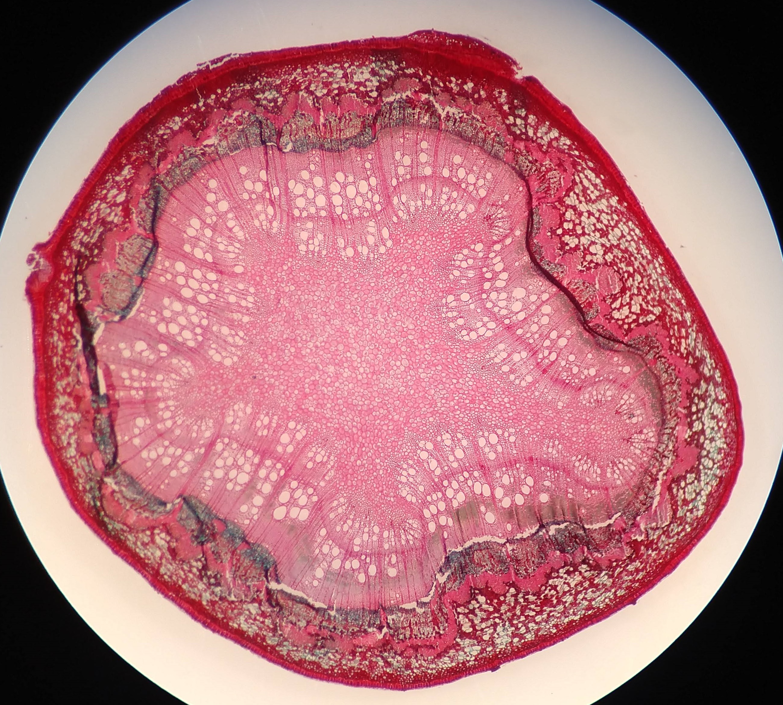 A cross section of a woody angiosperm stem