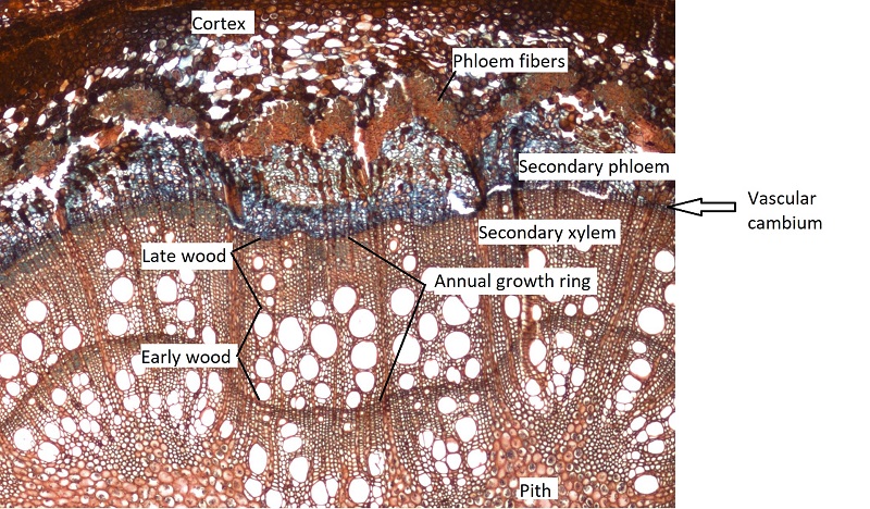 Vascular tissue in an oak stem