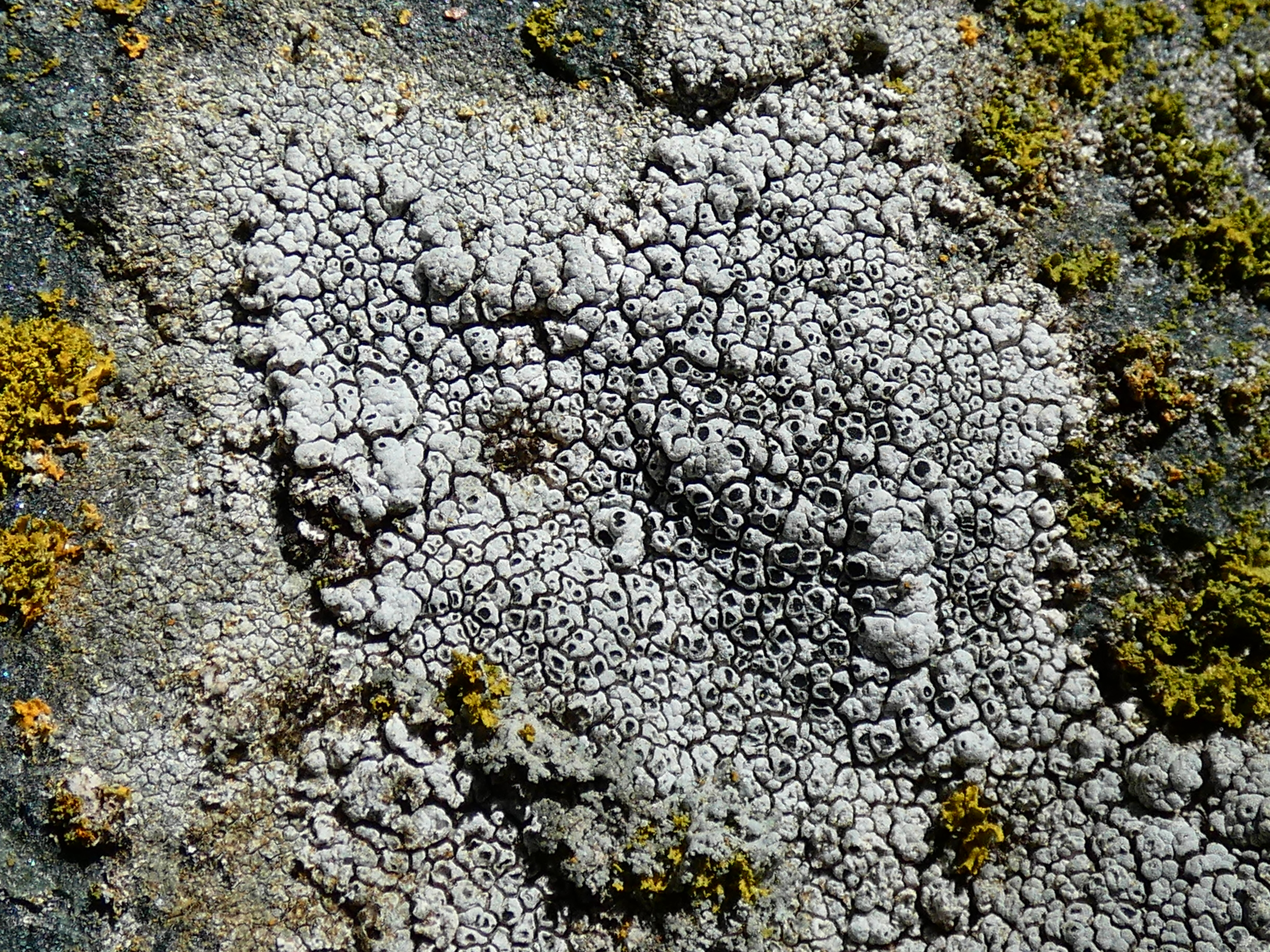 A crustose lichen growing on a rock