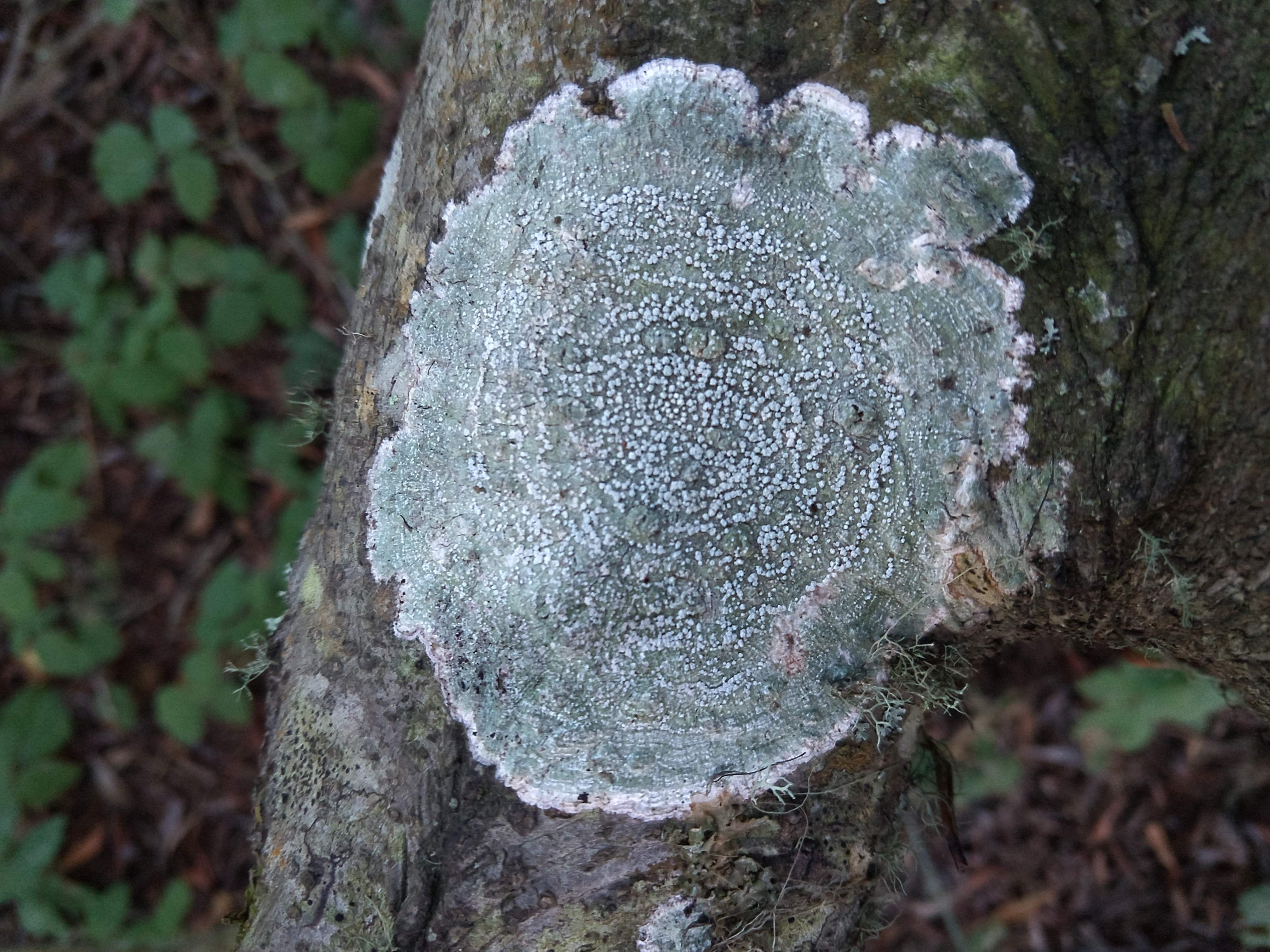 A crustose lichen growing on wax myrtle bark