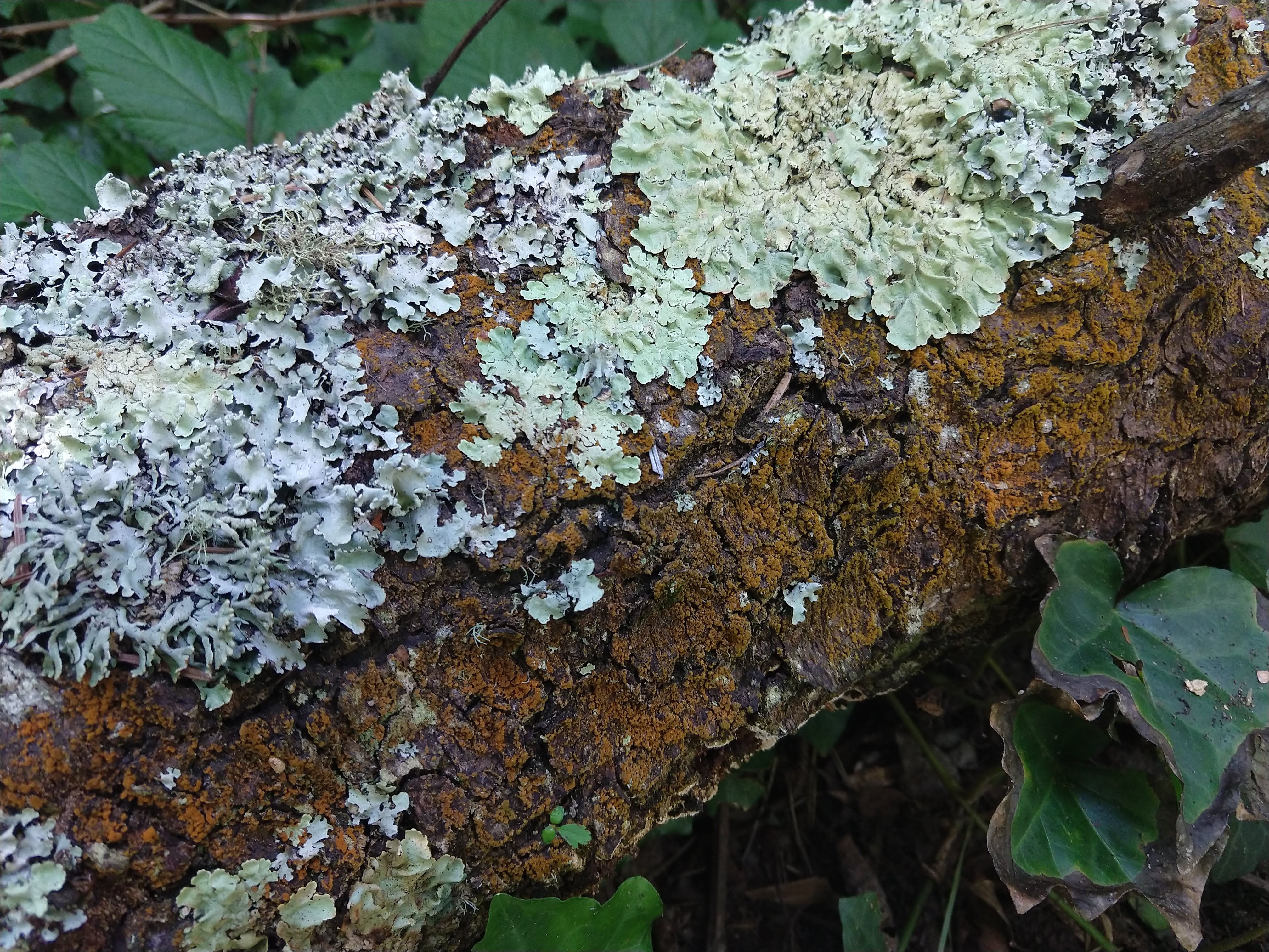 Lichens and orange free-living algae on a log