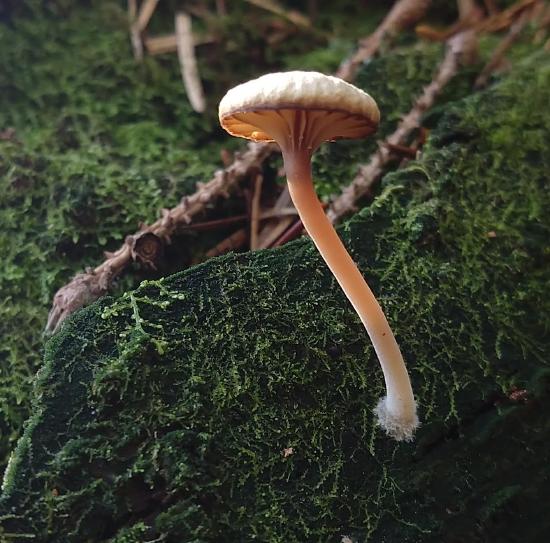 A close up of a basidiolichen mushroom