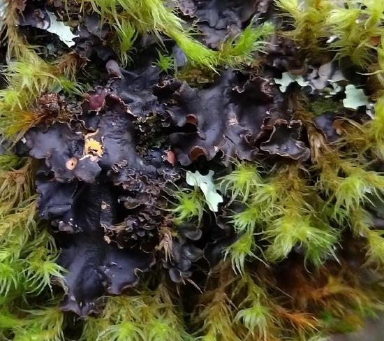 Another foliose cyanolichen growing amongst moss and another, lighter-colored lichen