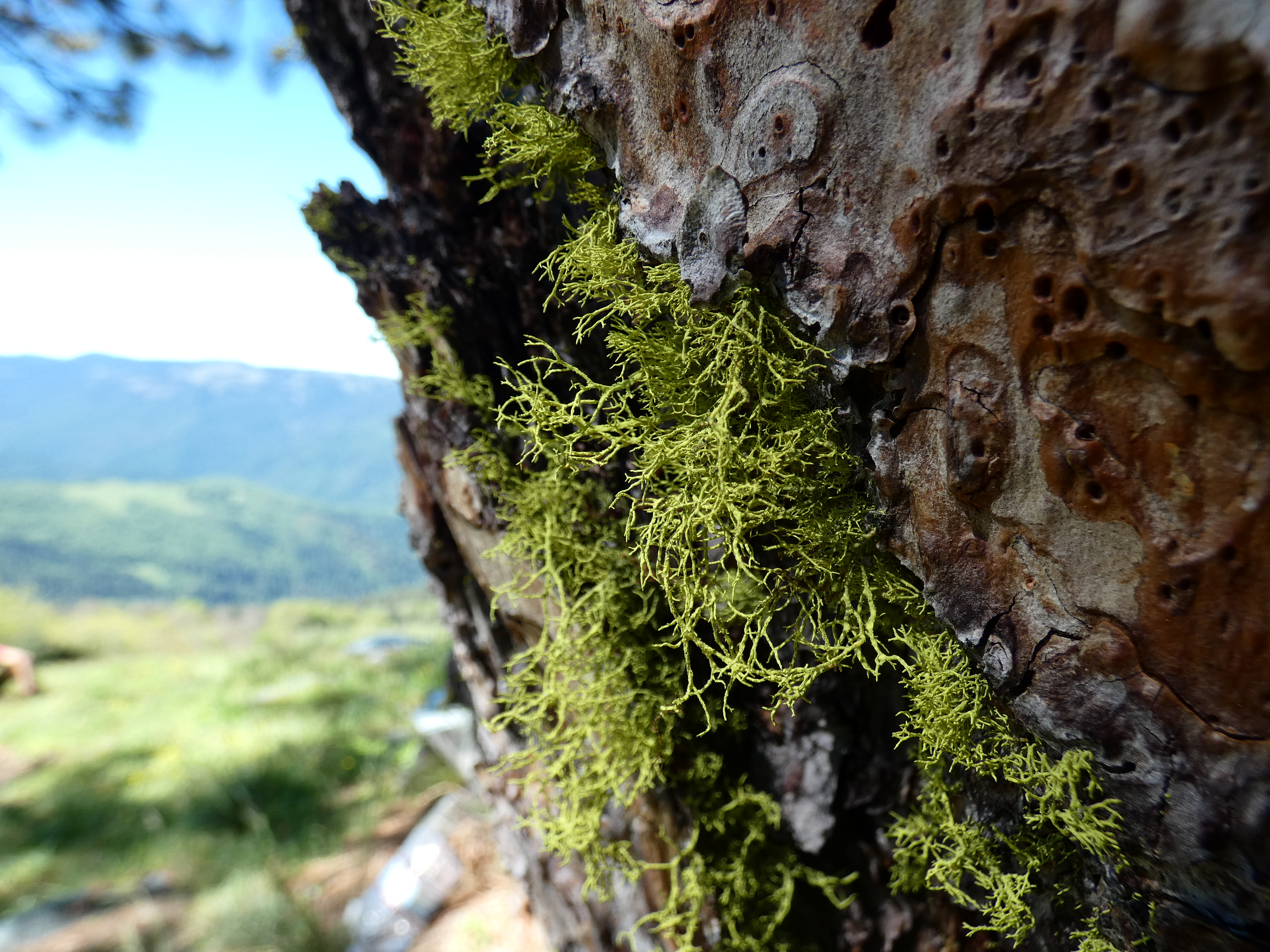 A fruticose lichen growing on tree bark