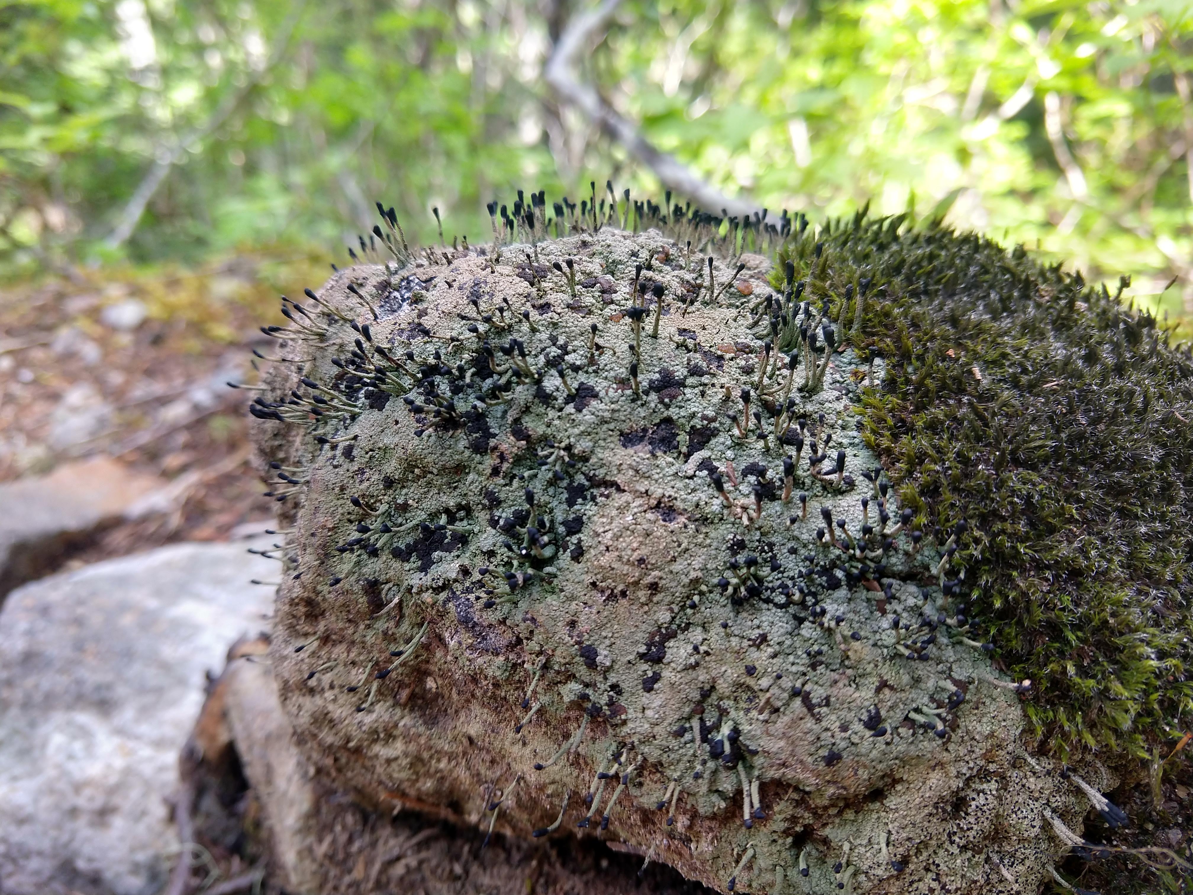 A fruticose lichen growing on a rock