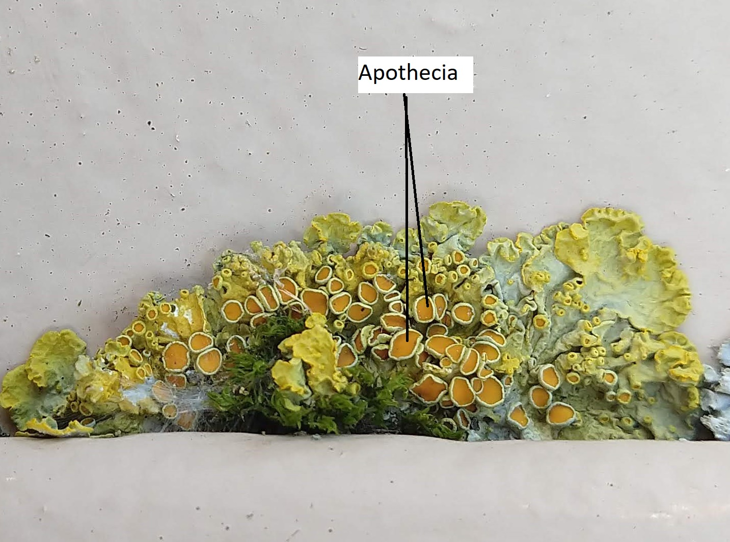 A lichen growing in a crack with two apothecia labelled 