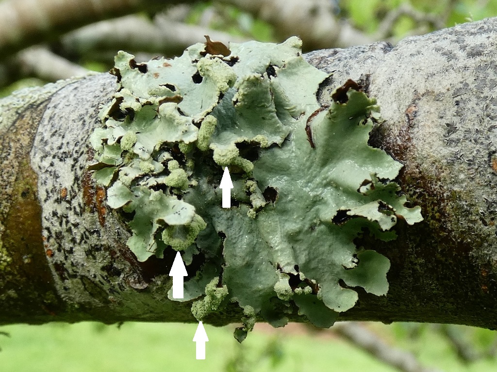 A lichen with marginal soralia