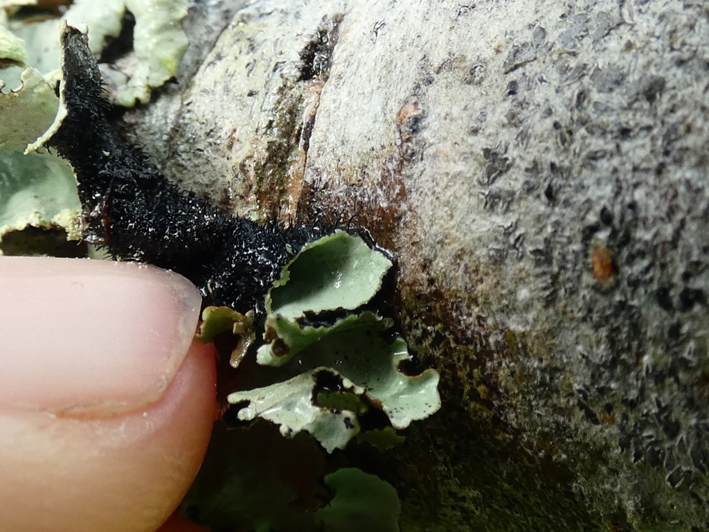 Rhizines on the underside of a foliose lichen