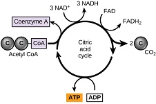 16: The Citric Acid Cycle