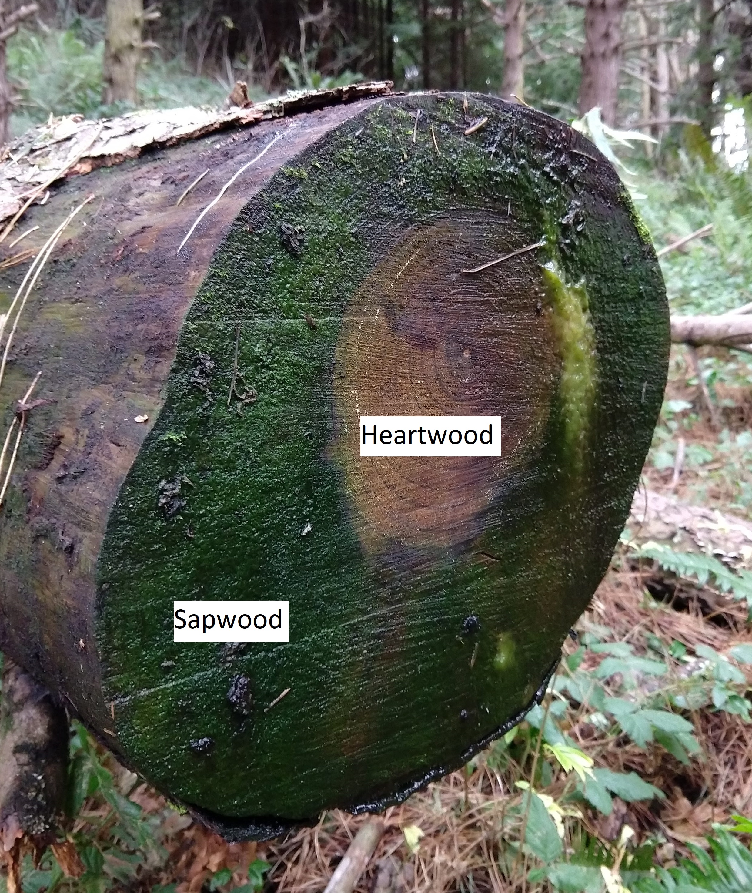 A cut log with green slime (likely algae and/or cyanobacteria) in the sapwood, but not in the heartwood