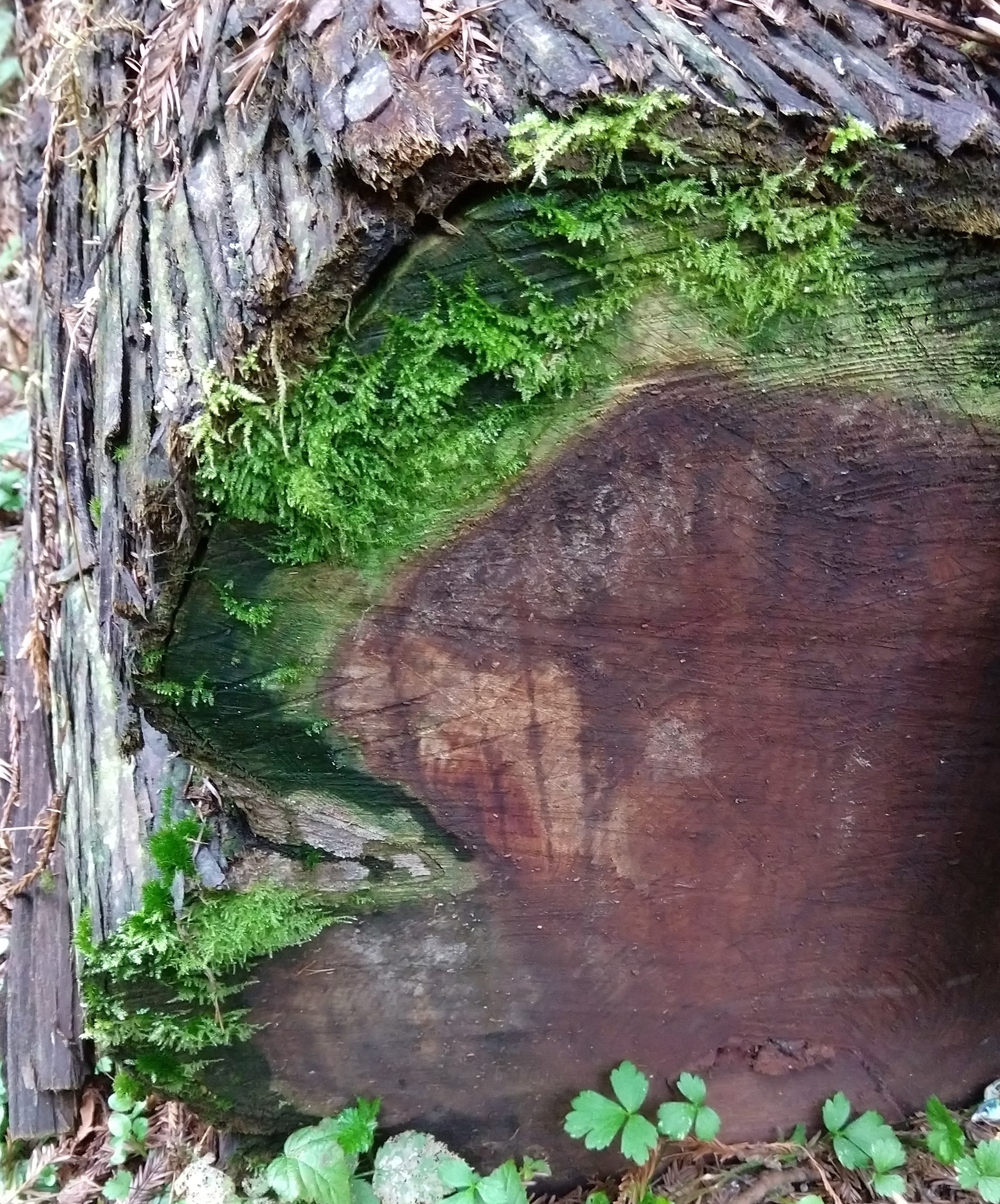 A cut log with moss and algae in the sapwood, but not in the heartwood