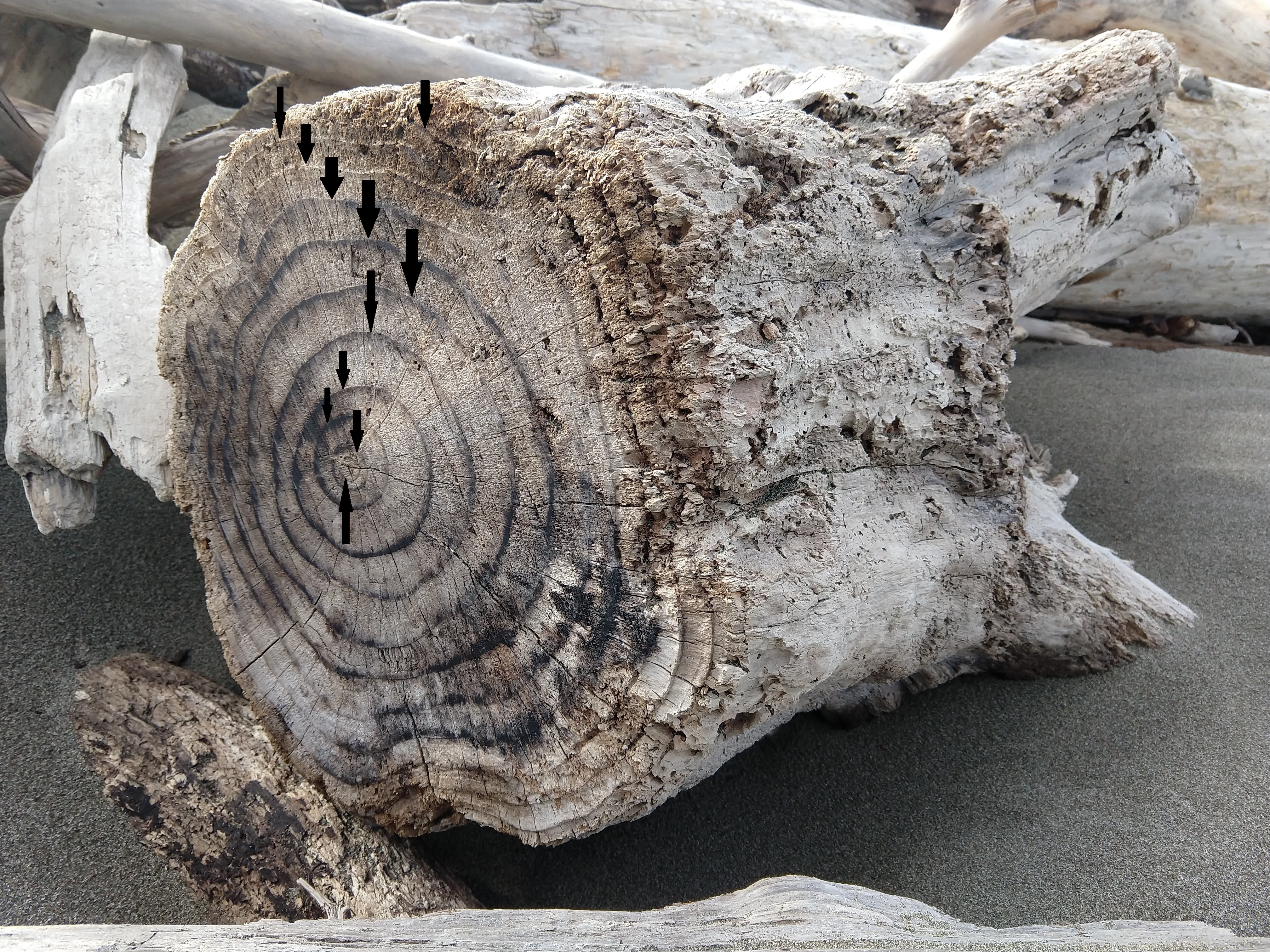Annual growth rings on a driftwood stump, indicated by black arrows