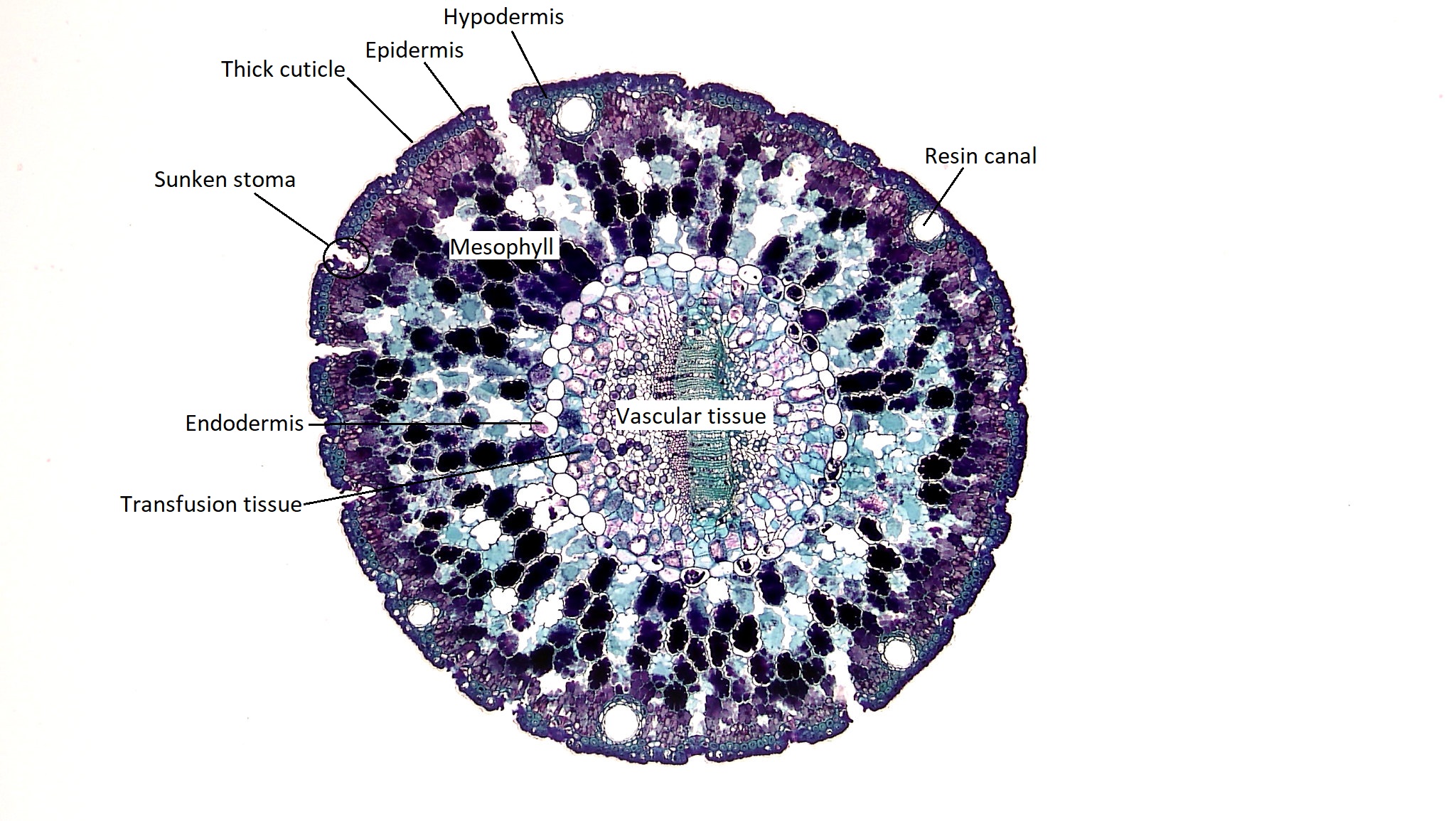 A cross section through a round pine needle