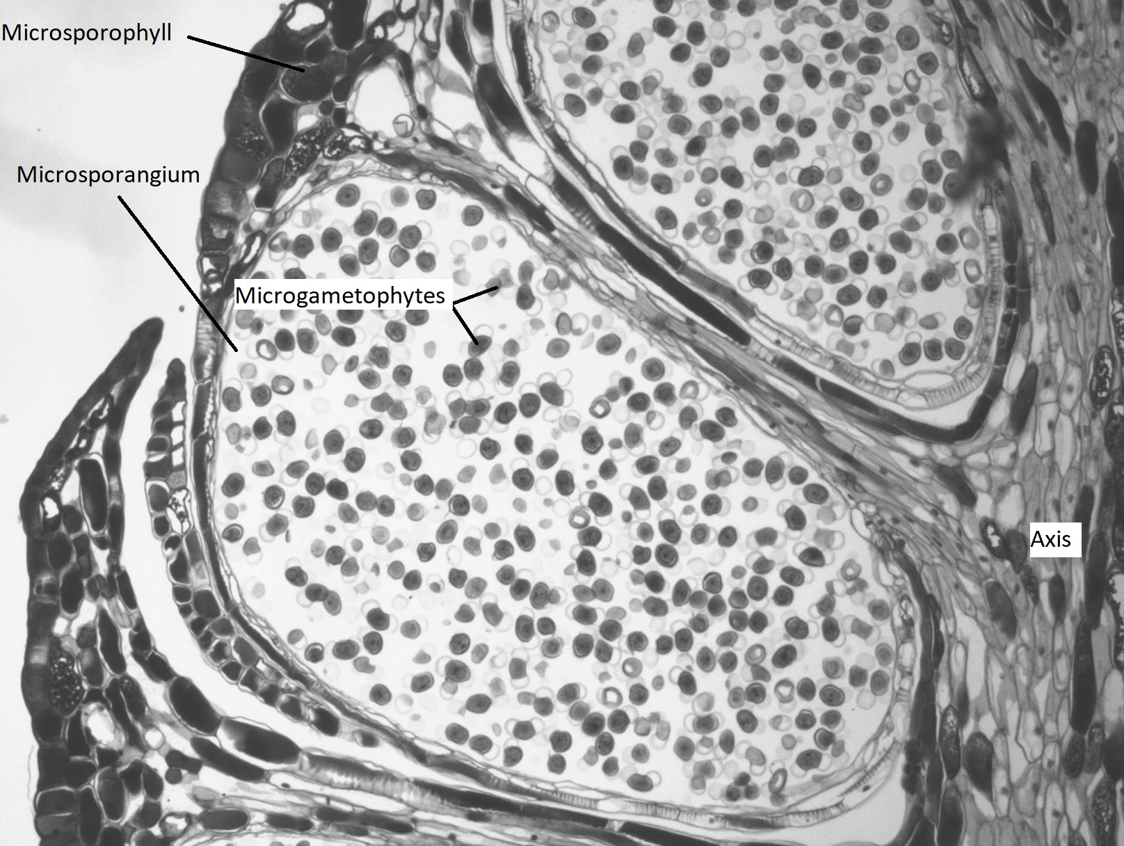 A pine microstrobilus long section, showing a microsporangium with mature pollen grains