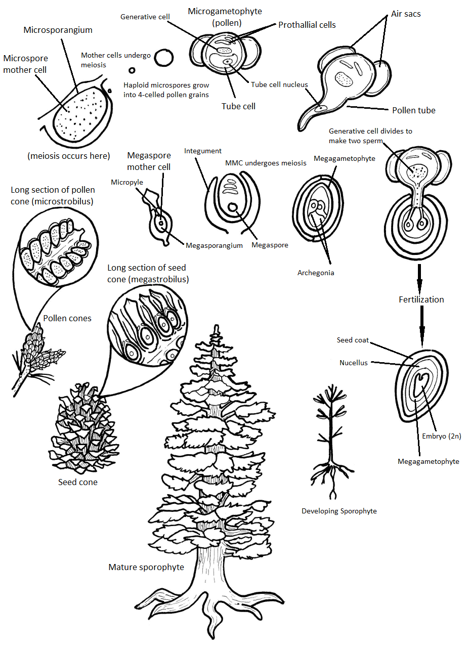 Diagrama ciclo de vida del pino