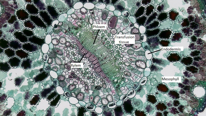 Primer plano del tejido vascular de la sección transversal de la aguja de pino