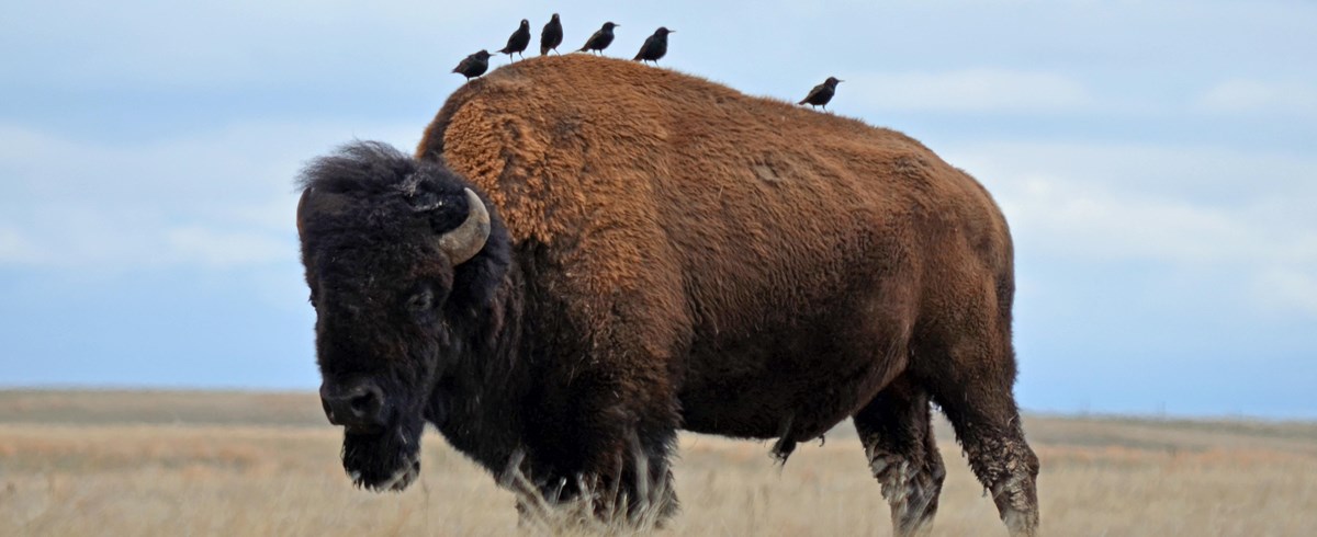 American Bison with starlings on its back.