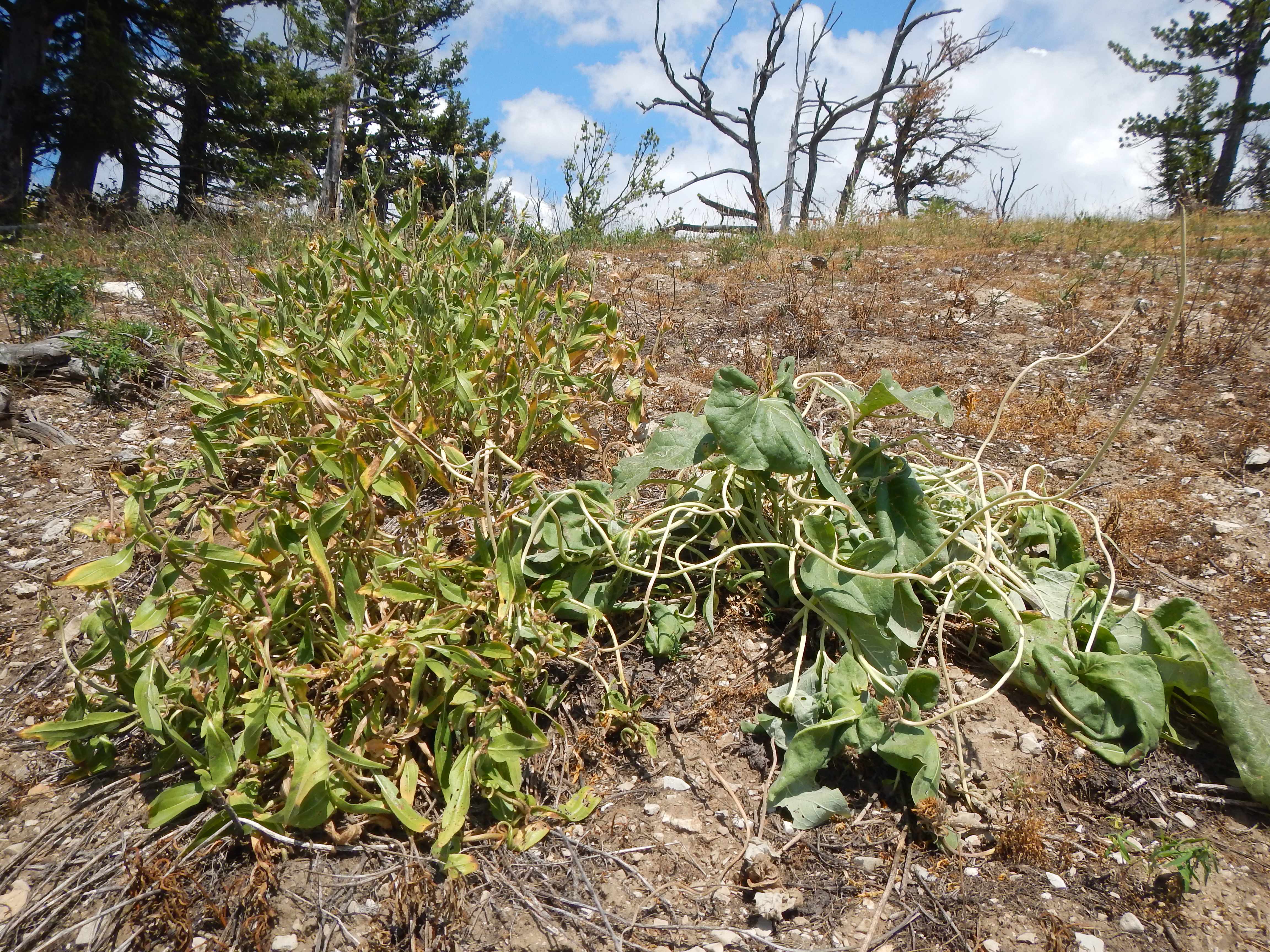 Two plants appear yellow and wilted after poisoning from herbicides