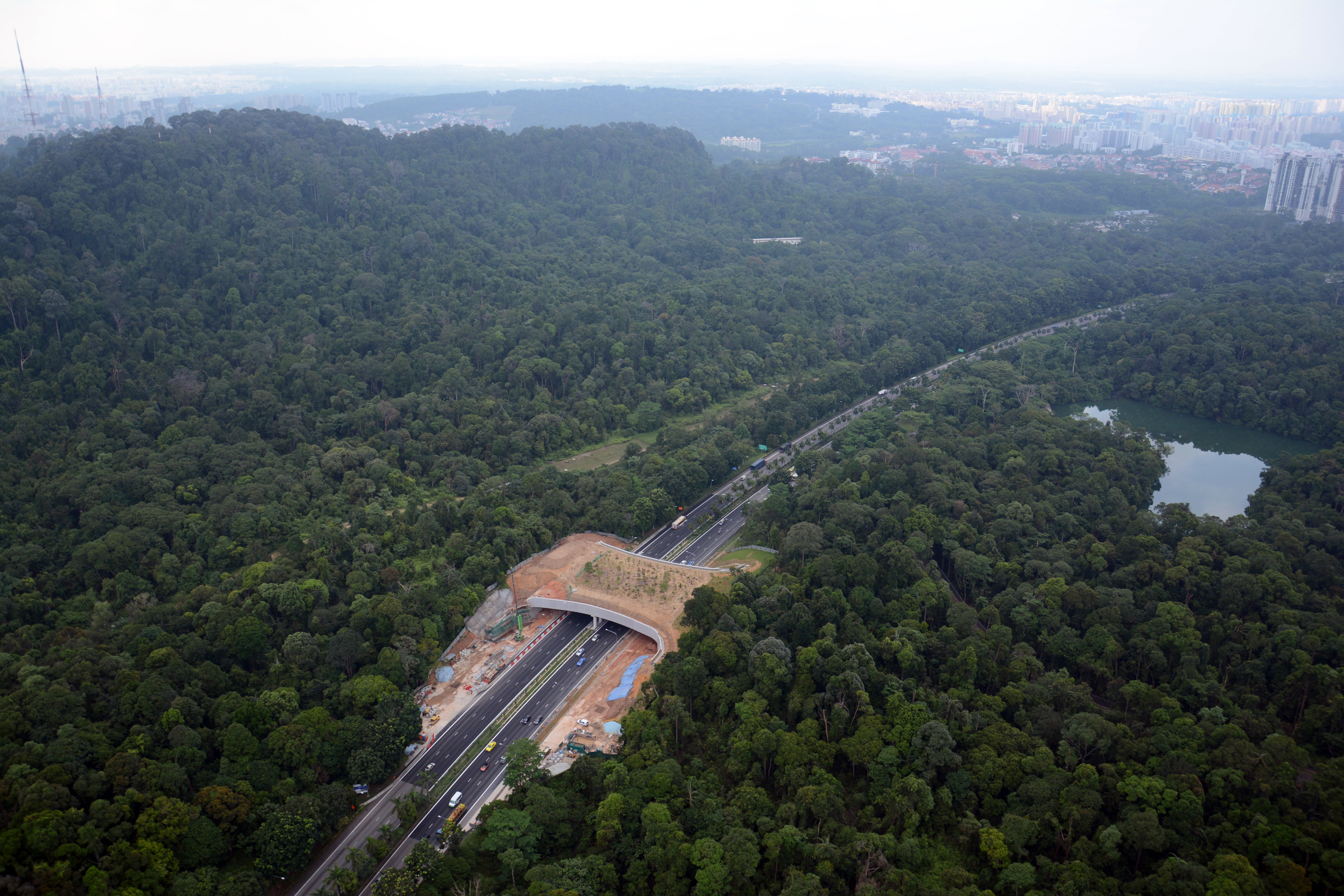Paso elevado de vida silvestre sobre autopista de Singapur