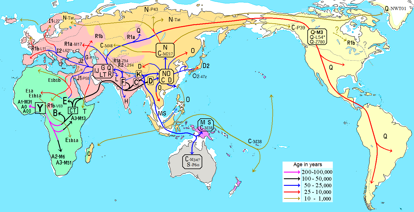 Map indicating how humans spread across the globe. All humans started on Afriacan conenent, then spread to Europe, then Asia. The Americas, first North then South, were next.