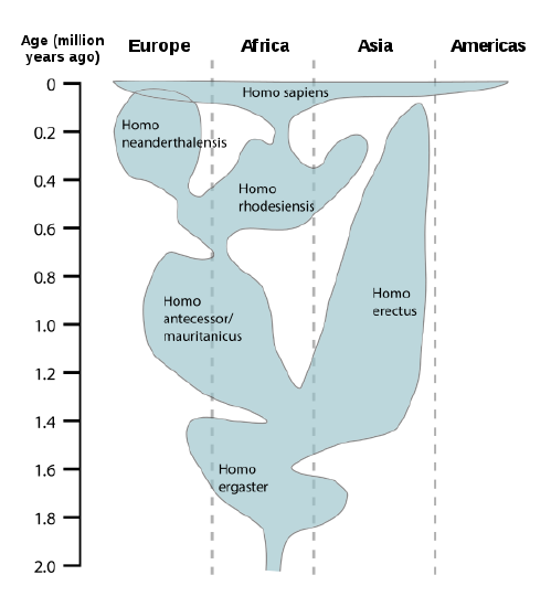 Chart of human evolution through time