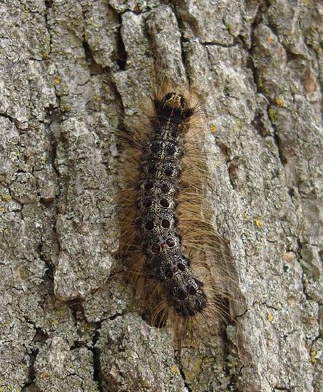 A gypsy moth caterpillar on a tree trunk