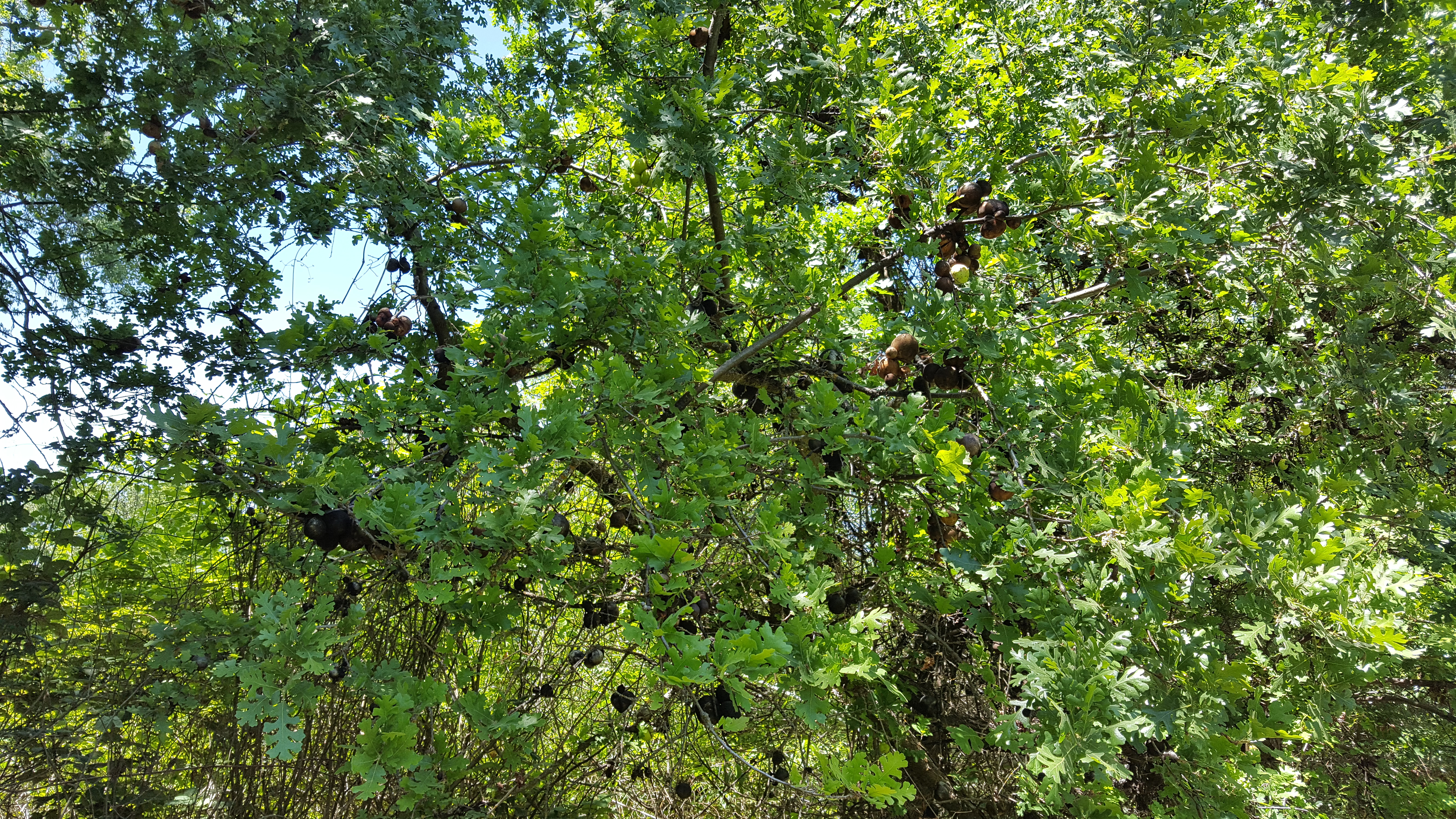 View underneath an oak tree, showing lobed leaves with light penetrating them