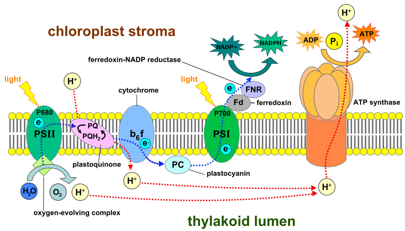 Photosystems and other components of the electron transport chain required for photophosphorylation