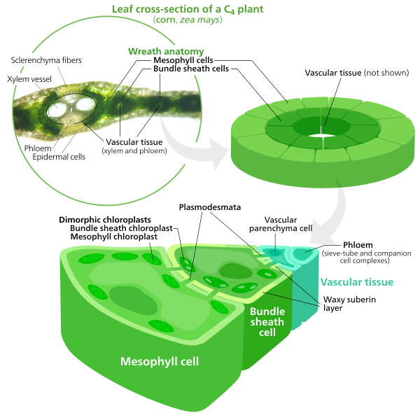 Cross section of a C4 leaf under a microscope and a diagram of a bundle sheath and mesophyll cell.