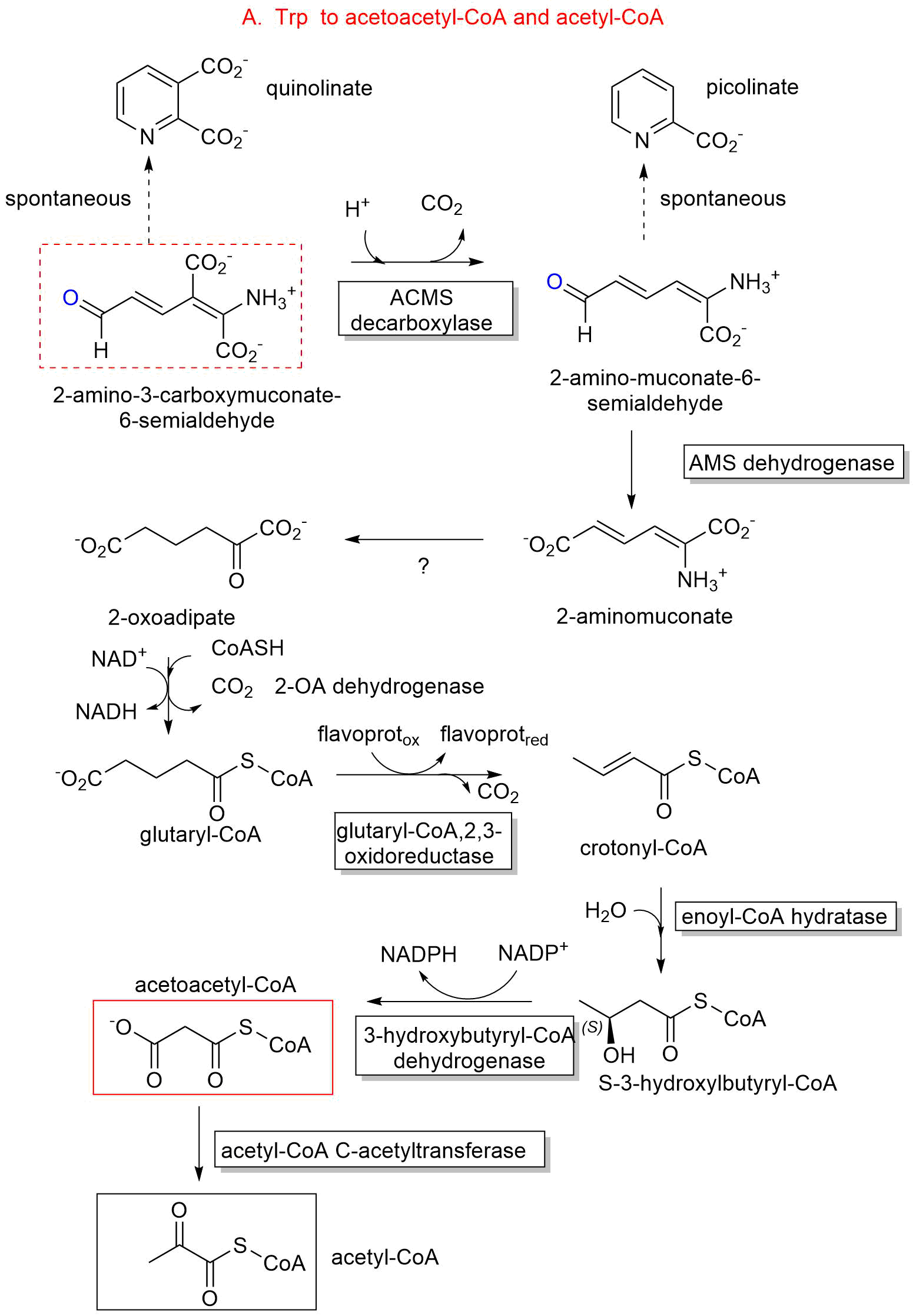 Trp_fromACMS_to acetoacetate.png