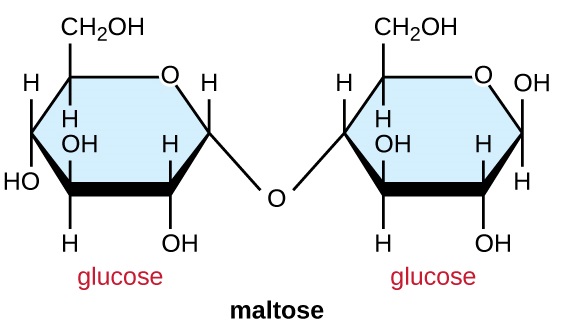 Maltose hutengenezwa kwa molekuli 2 za glucose zilizounganishwa na O kutoka Carbon 4 ya glucose moja hadi kaboni 1 ya nyingine.