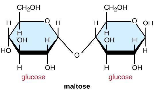 Maltose is made of 2 glucose molecules linked with O from Carbon 4 of one glucose to carbon 1 of the other.