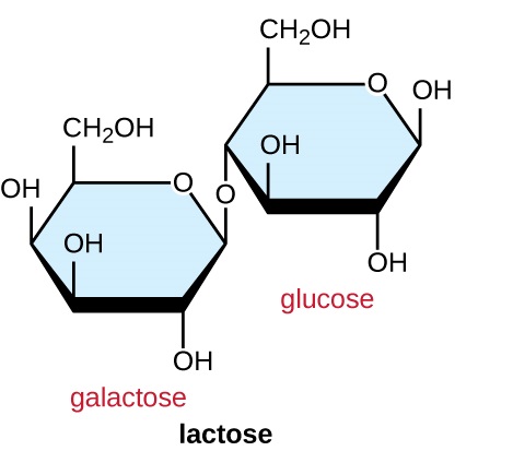 Lactose is made of a glucose linked to a galactose. Carbon 4 of glucose is linked to carbon 1 of galactose.