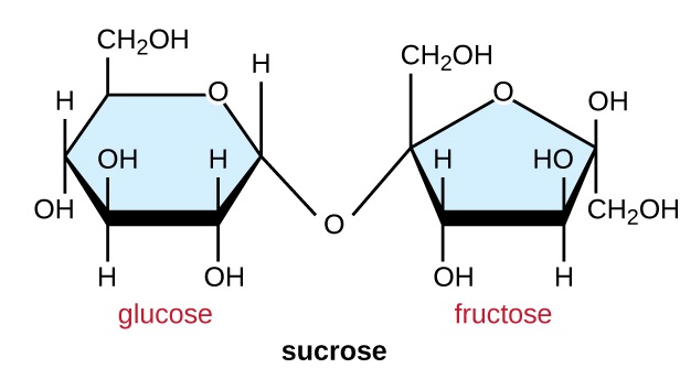 Sucrose hufanywa kwa glucose na fructose. Carbon 1 ya glucose inafungwa na kaboni 2 ya fructose.