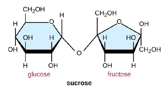 Sucrose is made of a glucose and a fructose. Carbon 1 of glucose is bound to carbon 2 of fructose.