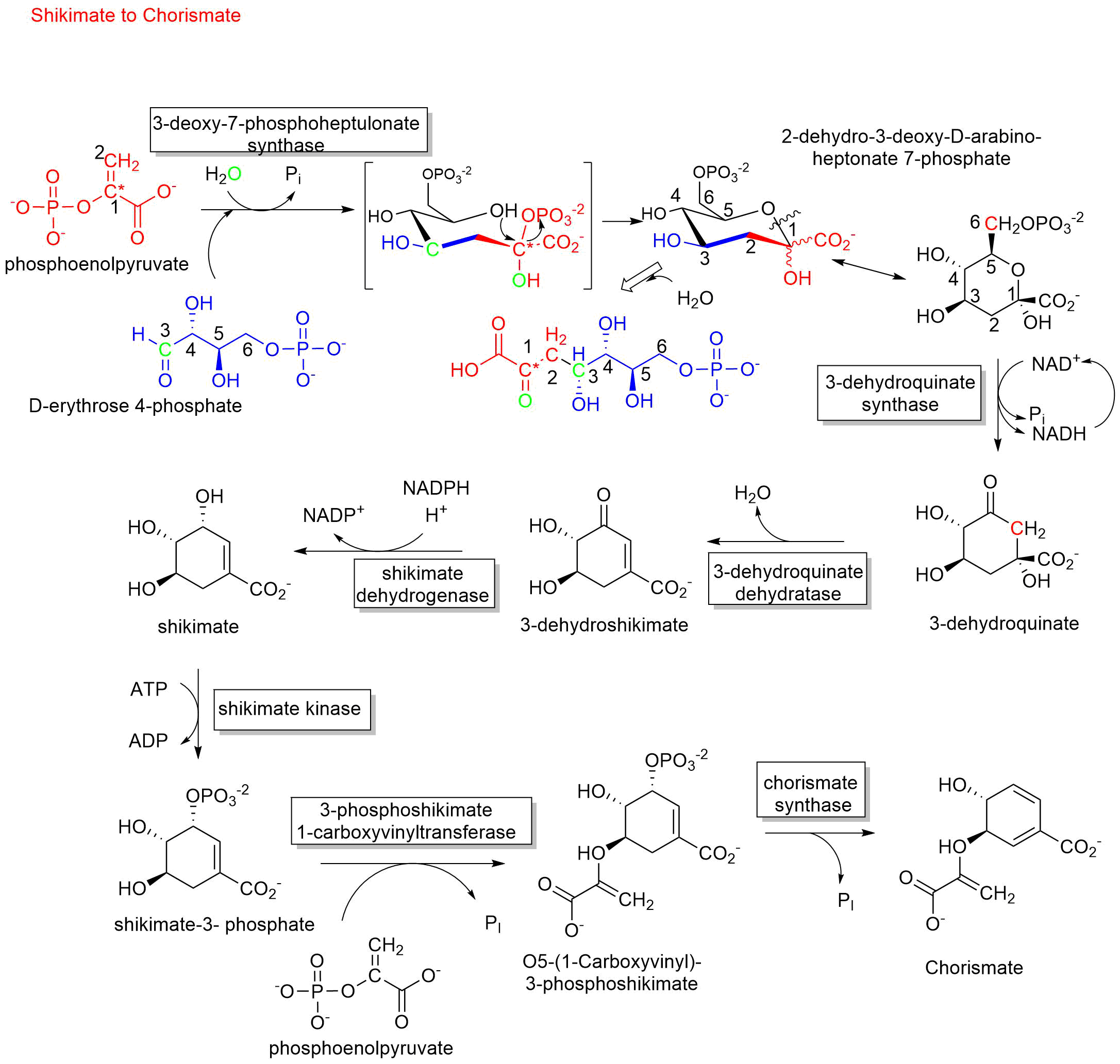 Shikimage_Synthesis_commontoAromaticAAsyn.png