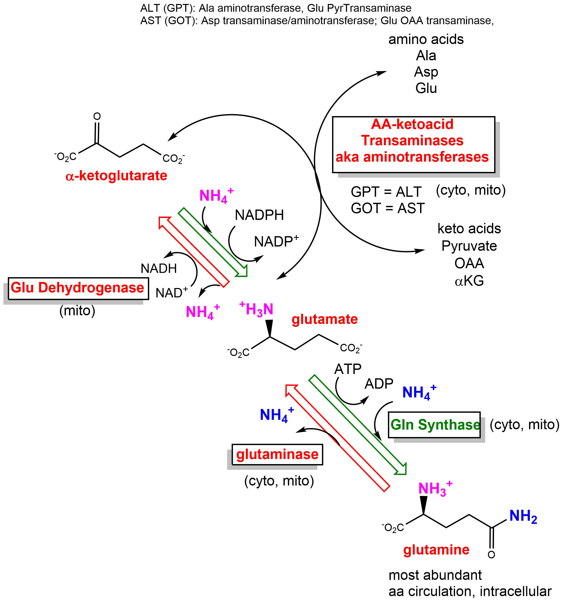metabolismWP_GlnMet4.png