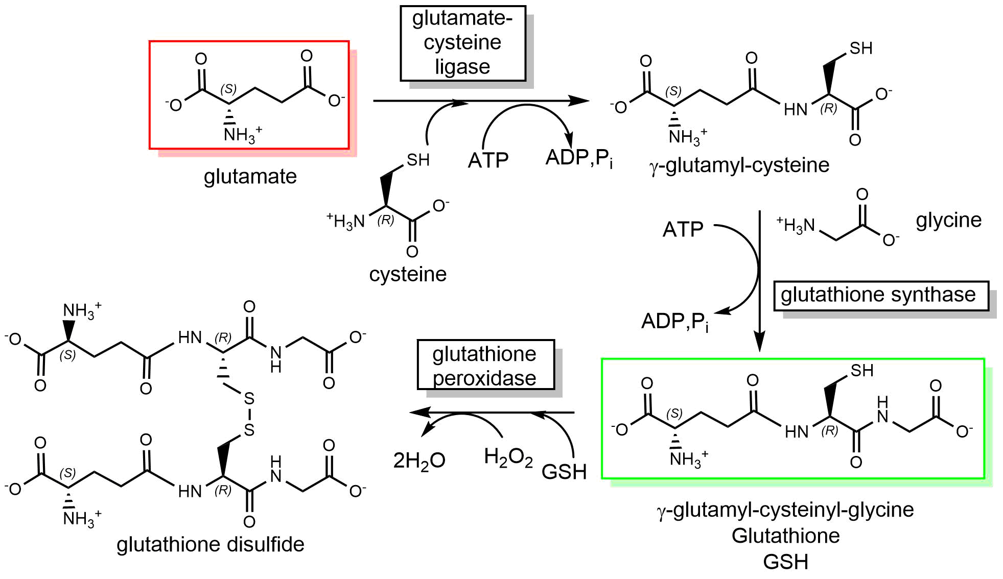 Glutathione_Synthesis.png